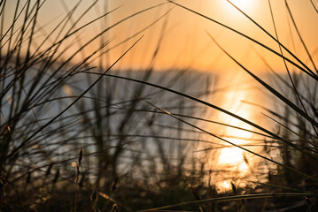 Obraz premium Tall grass is silhouetted against a blurry background of water and a bright sunset or sunrise. The sun's light reflects on the water, creating a shimmering effect behind the dark blades of grass