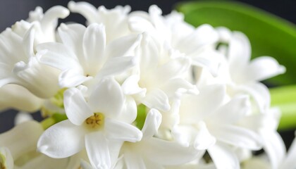 Close-up of white hyacinth blossoms (1)