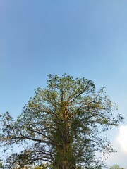 tree on blue sky background