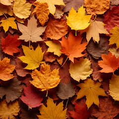 Fototapeta premium Overhead view of scattered autumn leaves in shades of yellow orange red and brown creating a textured background