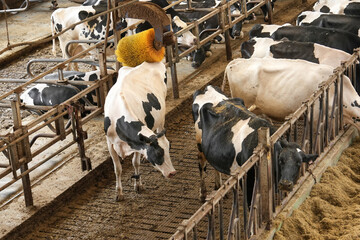 A spotted cow on a farm scratches its skin with a brush
