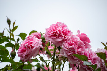 pink rose in garden