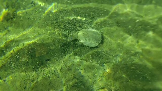 Underwater view of a freshwater turtle partially buried in green algae-covered sand, blending with the natural aquatic environment, showing camouflage and adaptation in its habitat.