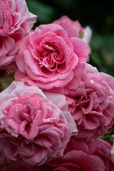 pink roses
