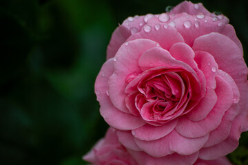 pink rose in a garden