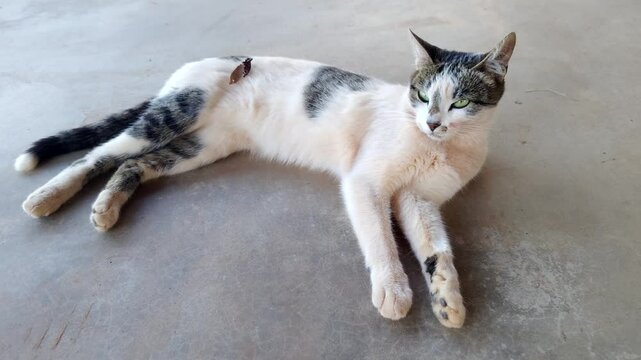 A beautiful domestic cat with white and black fur and striking green eyes lies resting on a cool, grey concrete floor. The feline is relaxed and looking to the side, with a calm expression on its face