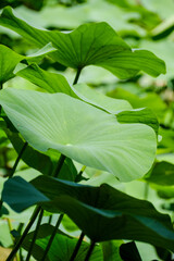 green leaves with water drops