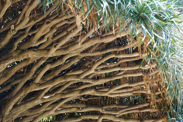 Tree branches cluster thick