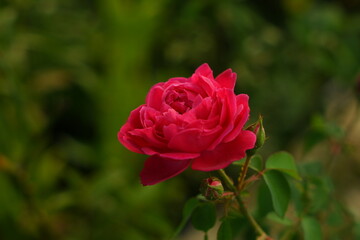 red rose in the garden