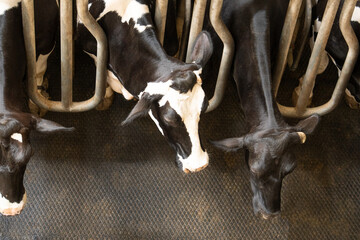 Cows stand in a row on a farm and are milked