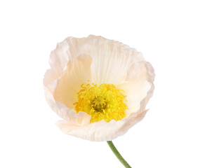 Beautiful blooming poppy flower isolated on white © New Africa