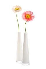 Beautiful poppy flowers in vases isolated on white