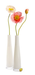 Beautiful poppy flowers in vases isolated on white