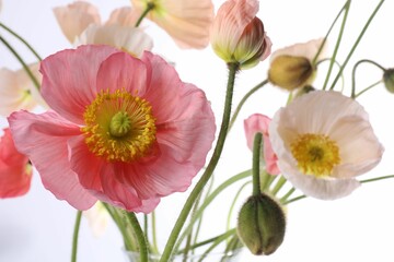 Beautiful poppy flowers with green stems on white background, closeup