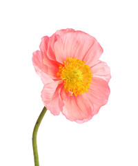 One beautiful poppy flower isolated on white
