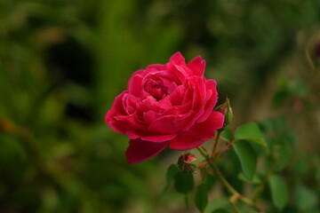 pink rose in garden