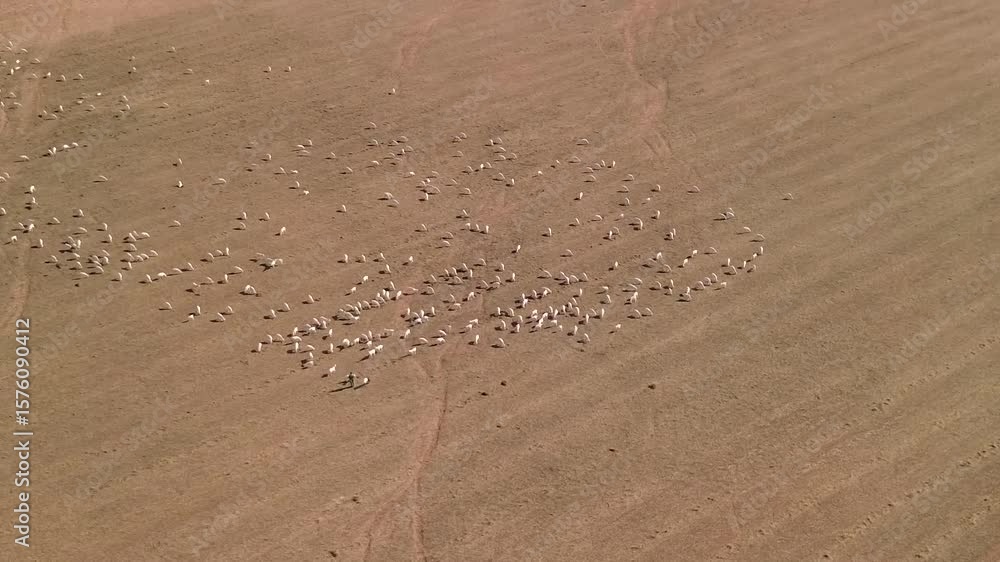 Poster aerial view of a large sheep flock grazing on dry pasture
