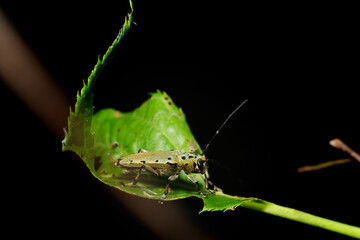 青葉上に芥子色に黒紋入りのヤツメカミキリ（自然環境下昆虫類ストロボマクロ撮影）