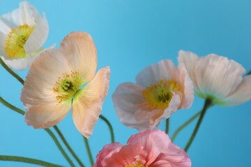 Beautiful poppy flowers on light blue background, closeup