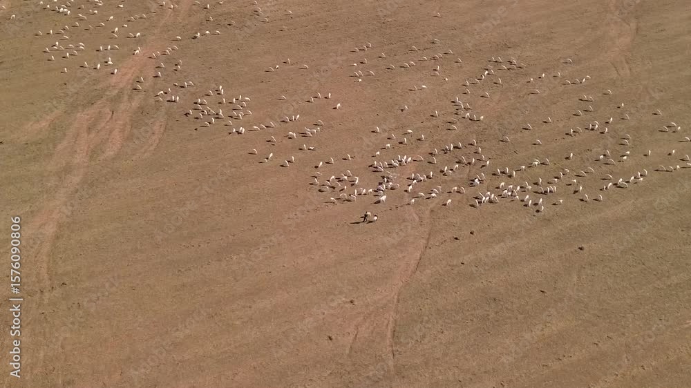 Poster aerial view of a road passing by a distant sheep flock in a dry field