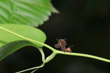個性的な棘を持つ背中を小さく曲げる茶褐色のモモイロツマキリコヤガ蛾幼虫（自然環境下昆虫類マクロ撮影）