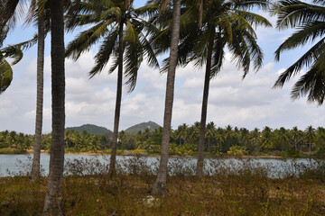 A river lined with palm trees in Sanya