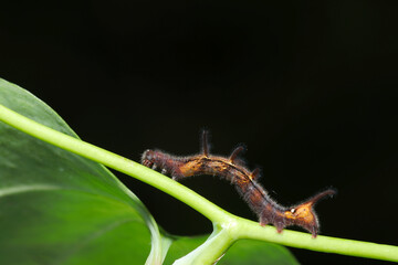 個性的な棘を持つオレンジに茶褐色のモモイロツマキリコヤガ蛾幼虫（アウトドアフィールド昆虫マクロ撮影）