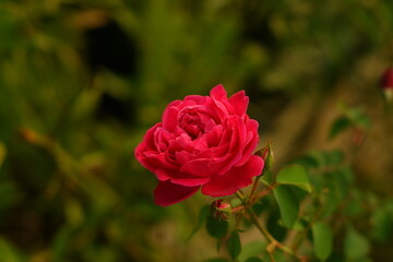 pink rose in garden