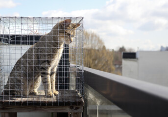 Curious cat in catio or cat outdoor enclosure looking at something interested. Happy tabby kitten...