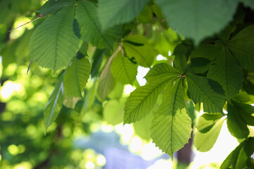 Chestnut tree branches with green leaves outdoors, closeup