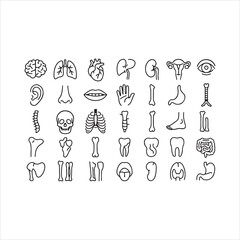 sleek anatomical line art