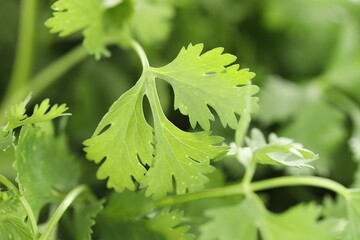Fresh cilantro leaves as background, macro view