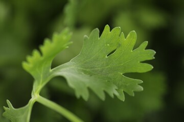 Fresh cilantro leaves on blurred green background, macro view