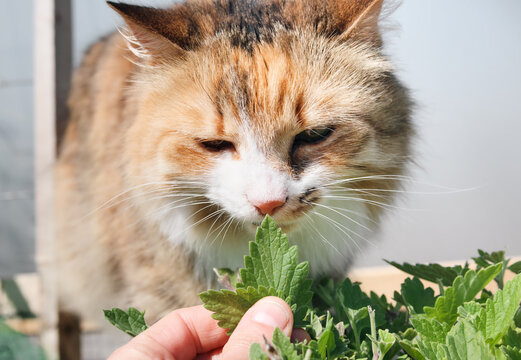Curious cat smelling catmint leaf held by woman. Fluffy calico cat is behind a cat mint plant on patio or backyard. Plants for cats in garden. Catswort, cat nip or Nepeta cataria. Selective focus.
