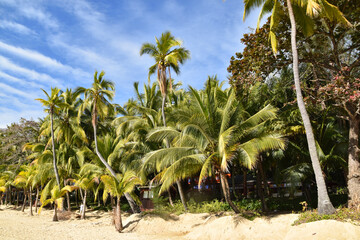 Sandy beach with palm trees and blue sky