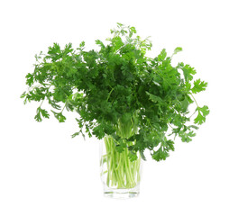Aromatic cilantro in glass isolated on white