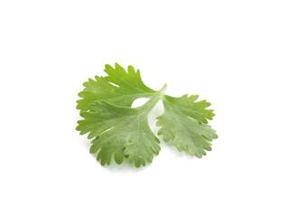Leaf of aromatic cilantro isolated on white