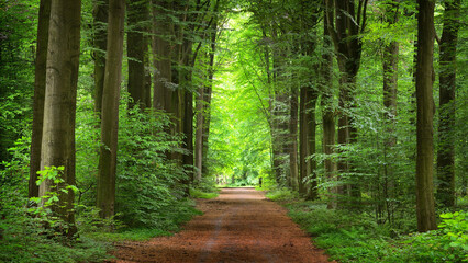 path in the forest
