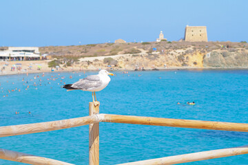 Seagull in Spain