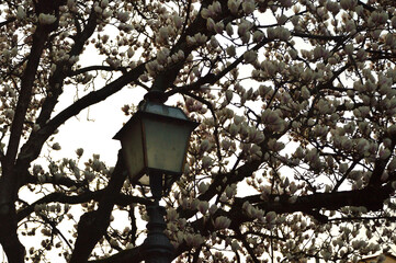 Lampione tra i fiori di magnolia rosa e bianco	