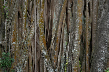Close-up of tree roots and bark with moss and small green leaves, creating a dark, textured natural...