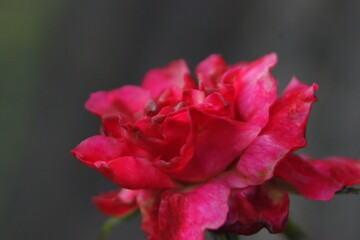 red rose on black background