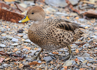 South Georgia Pintail (Anas georgica georgica), Grytviken, South Georgia, South Atlantic