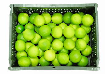A close-up top view of a brimming black plastic crate filled with numerous vibrant green limes.