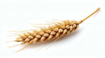 A detailed shot of a wheat stalk, showing the intricate texture against a white backdrop.