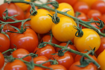 Cherry tomatoes yellow and red on branches close up 