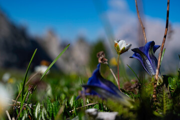 Blue flowering broad-leaved gentian on the alpine meadow (Gentiana kochiana) in the Dolomites,...