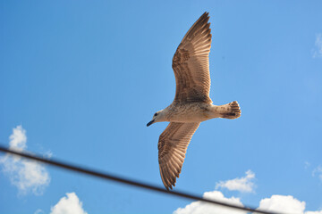 Close-up of seagull flying in the blue sky