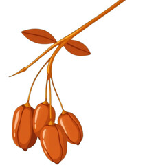 Hanging dates cluster from branch