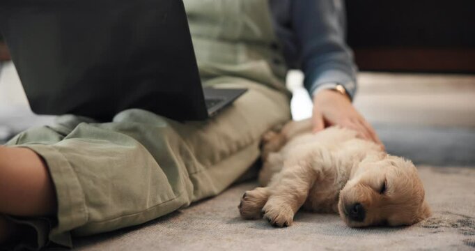Laptop, dog and person in home with remote work in living room with companion, comfort or relax. Research, computer and freelancer rubbing pet puppy with on online creative project in apartment.